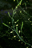 Asparagus officinalis RCP5-09 170.jpg